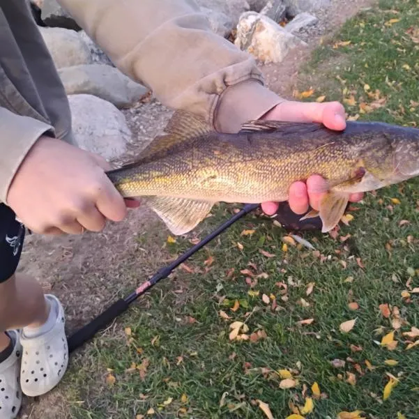 Walleye caught on Fishbrain