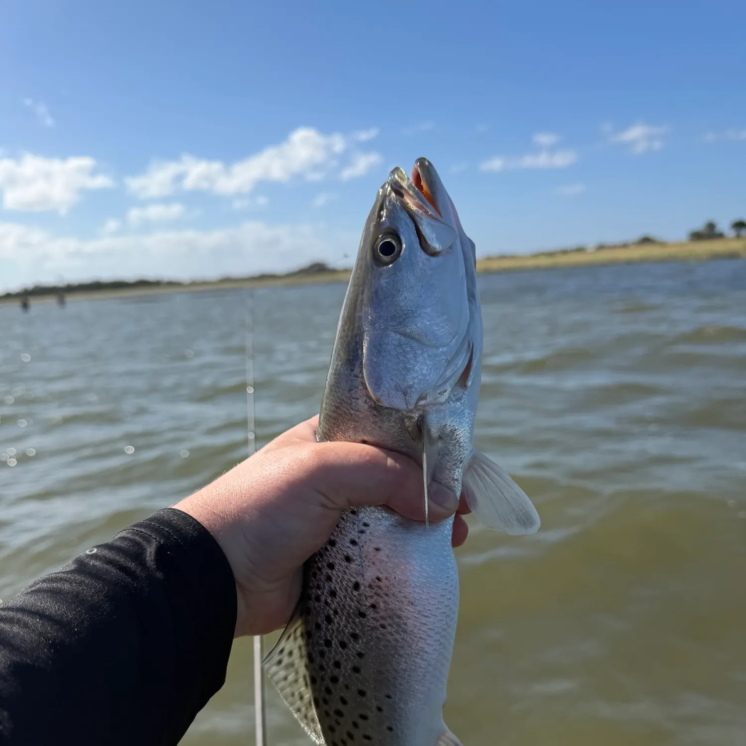 Spotted seatrout caught on Fishbrain