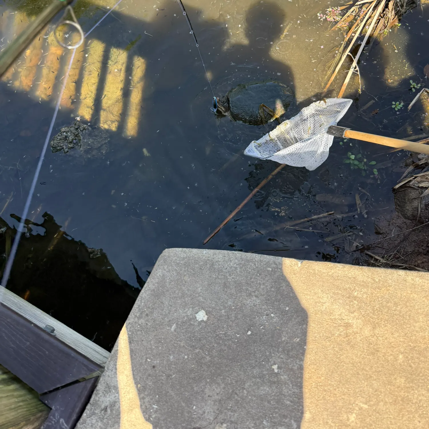 Common snapping turtle caught on Fishbrain