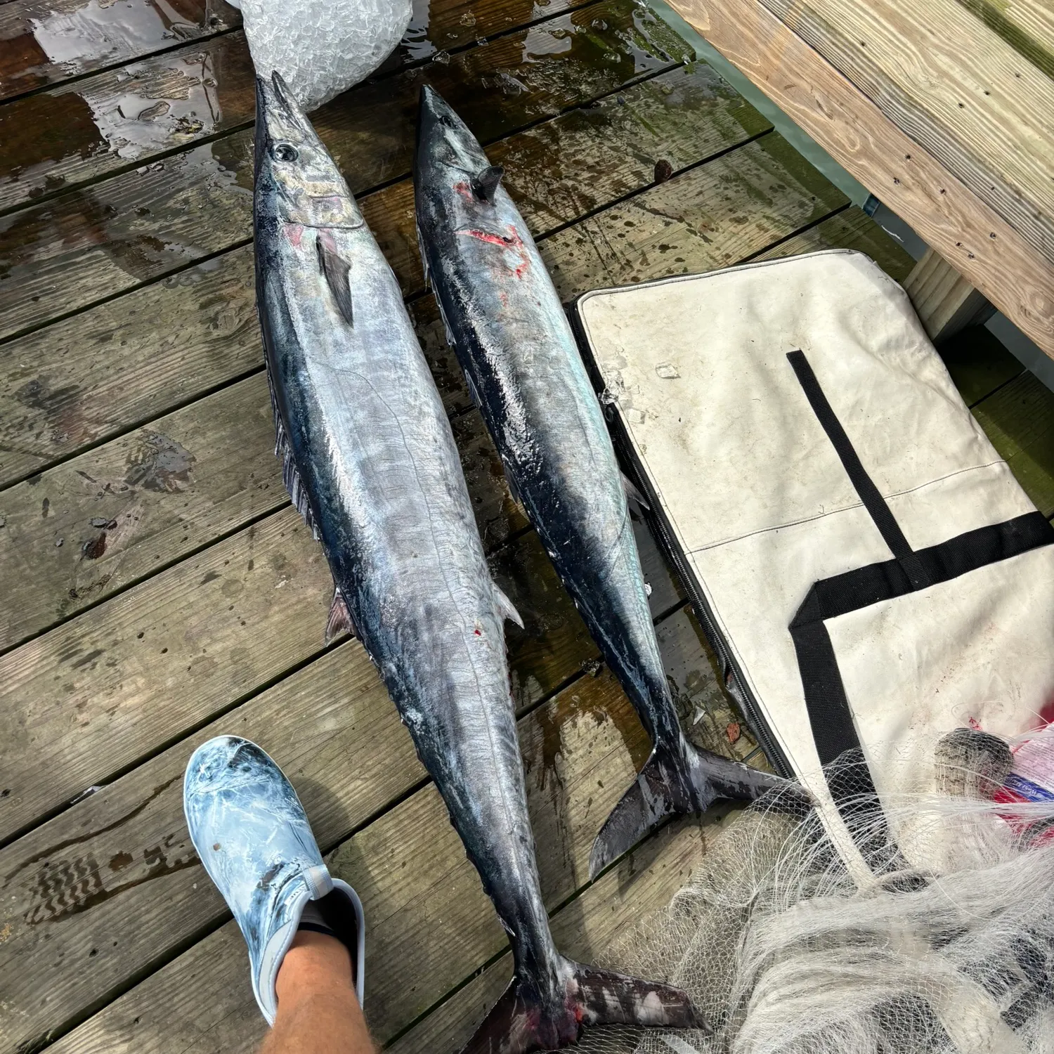 Wahoo caught on Fishbrain