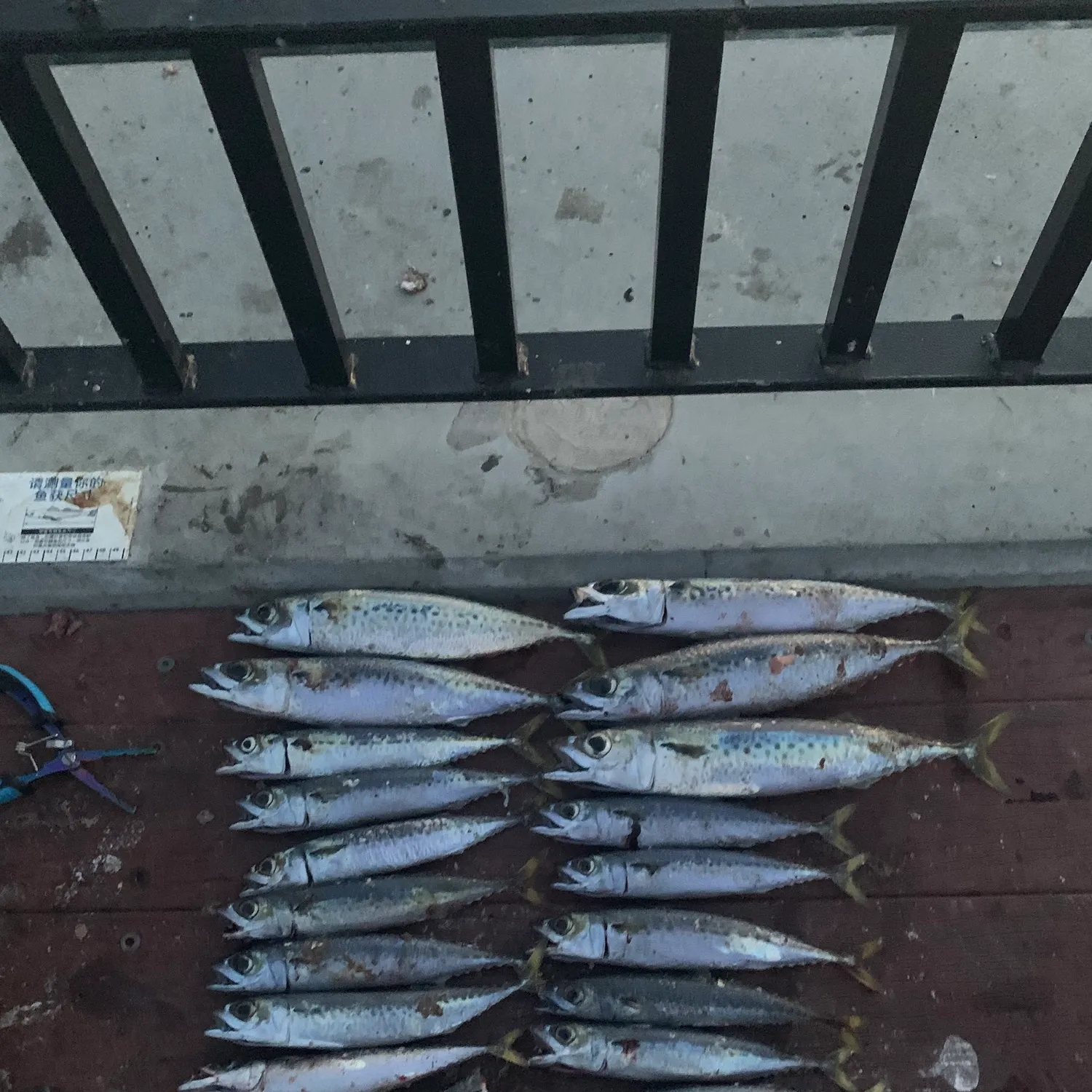 The most recent Pacific chub mackerel catches on Fishbrain