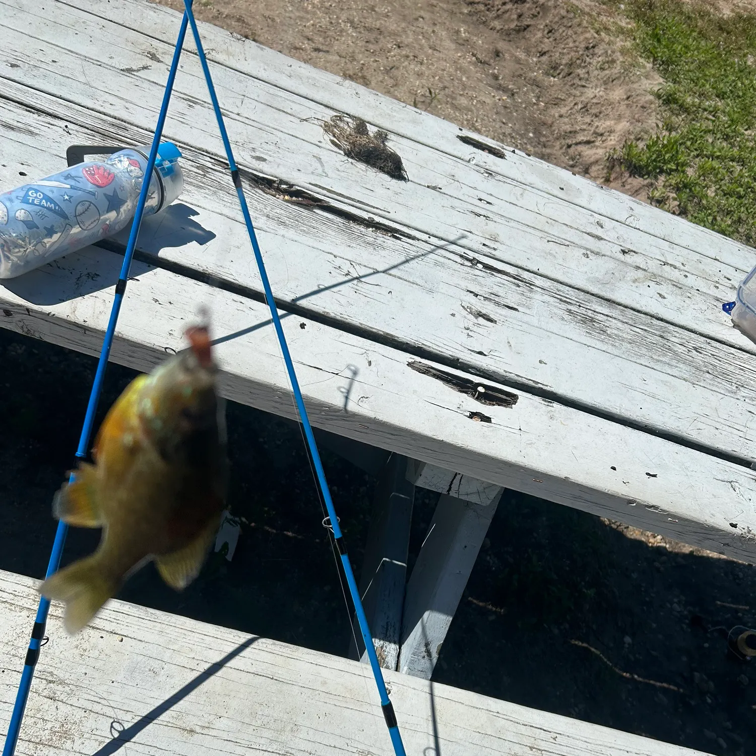 The most recent Pumpkingill hybrid catches on Fishbrain