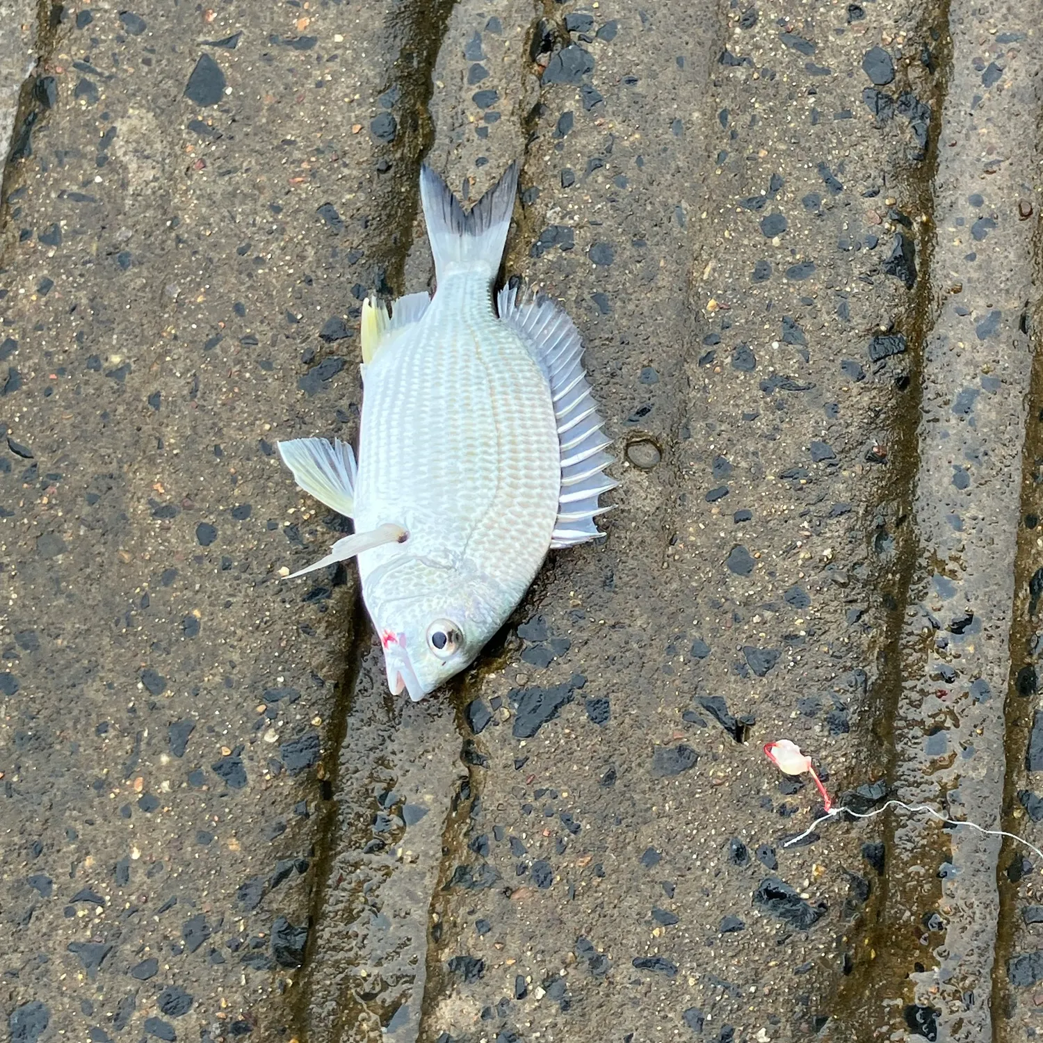 Surf bream caught on Fishbrain