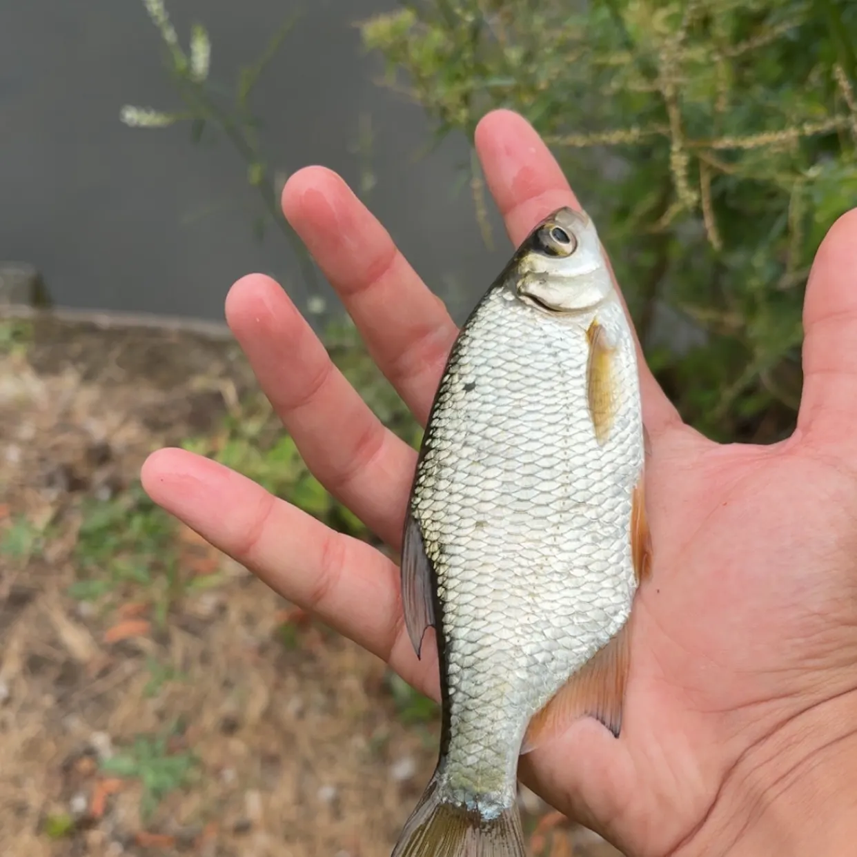 White bream caught on Fishbrain