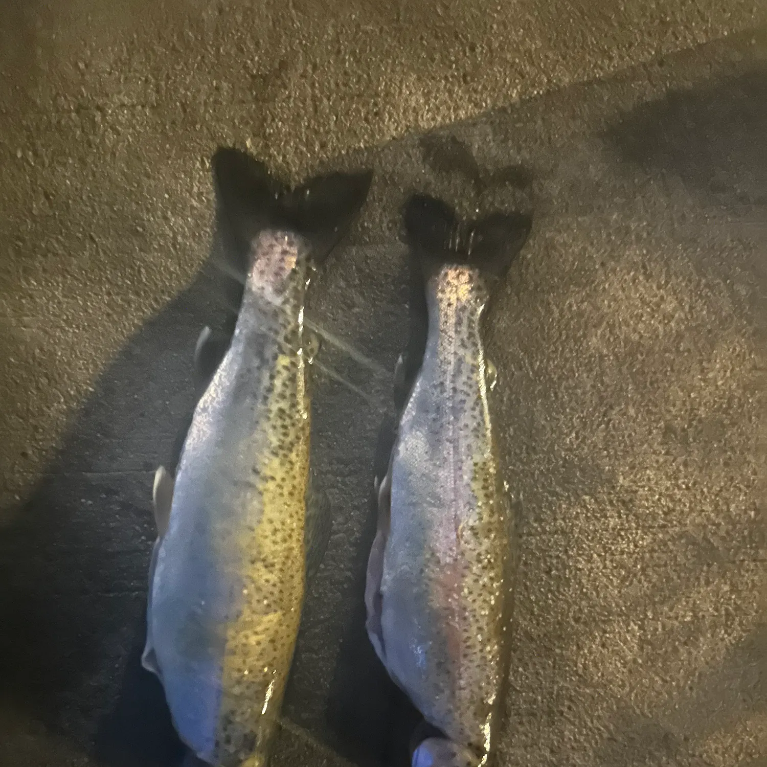 The most recent Cutbow catches on Fishbrain