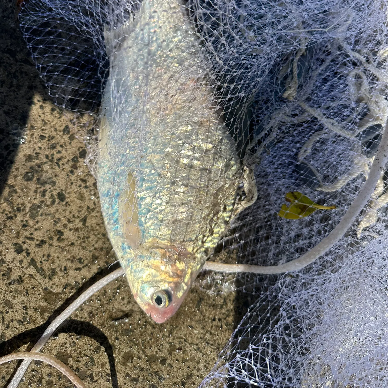 The most recent Australian river gizzard shad catches on Fishbrain