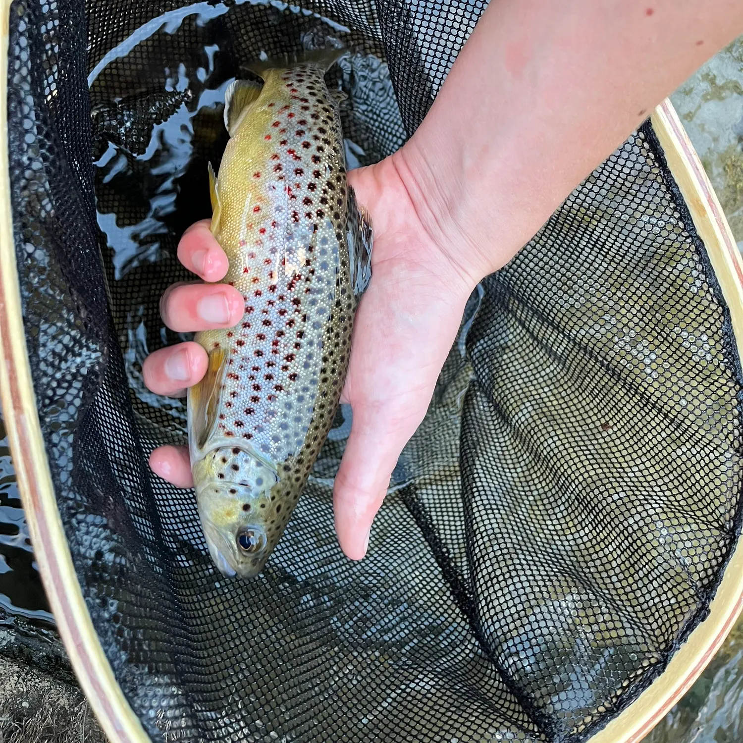 Brown trout caught on Fishbrain