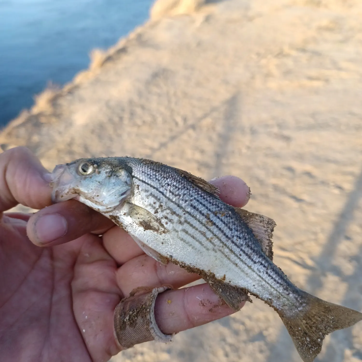Wiper caught on Fishbrain