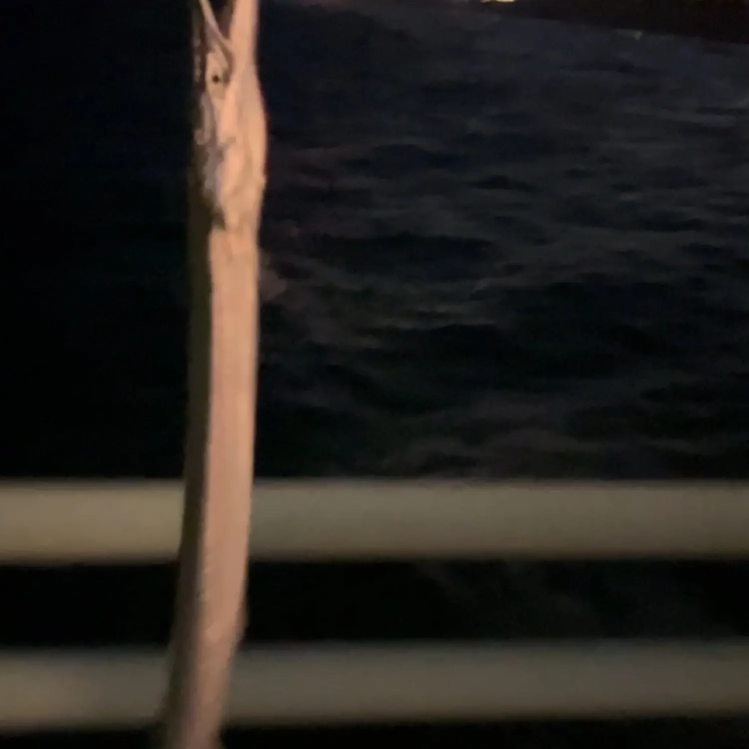 The most recent California needlefish catches on Fishbrain