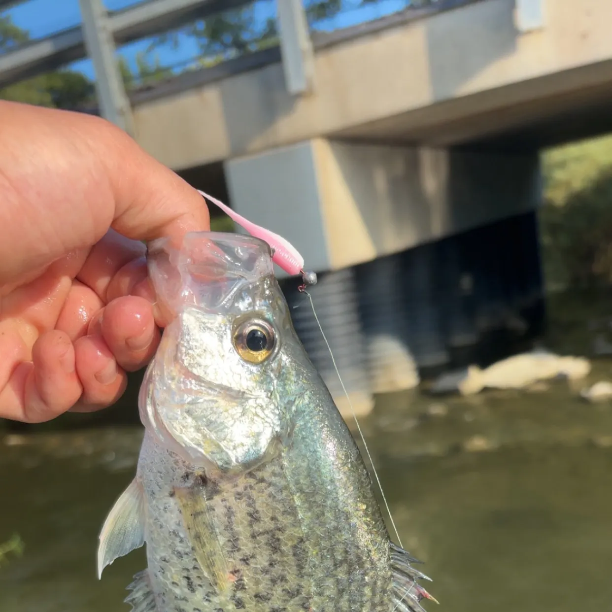 Black crappie caught on Fishbrain