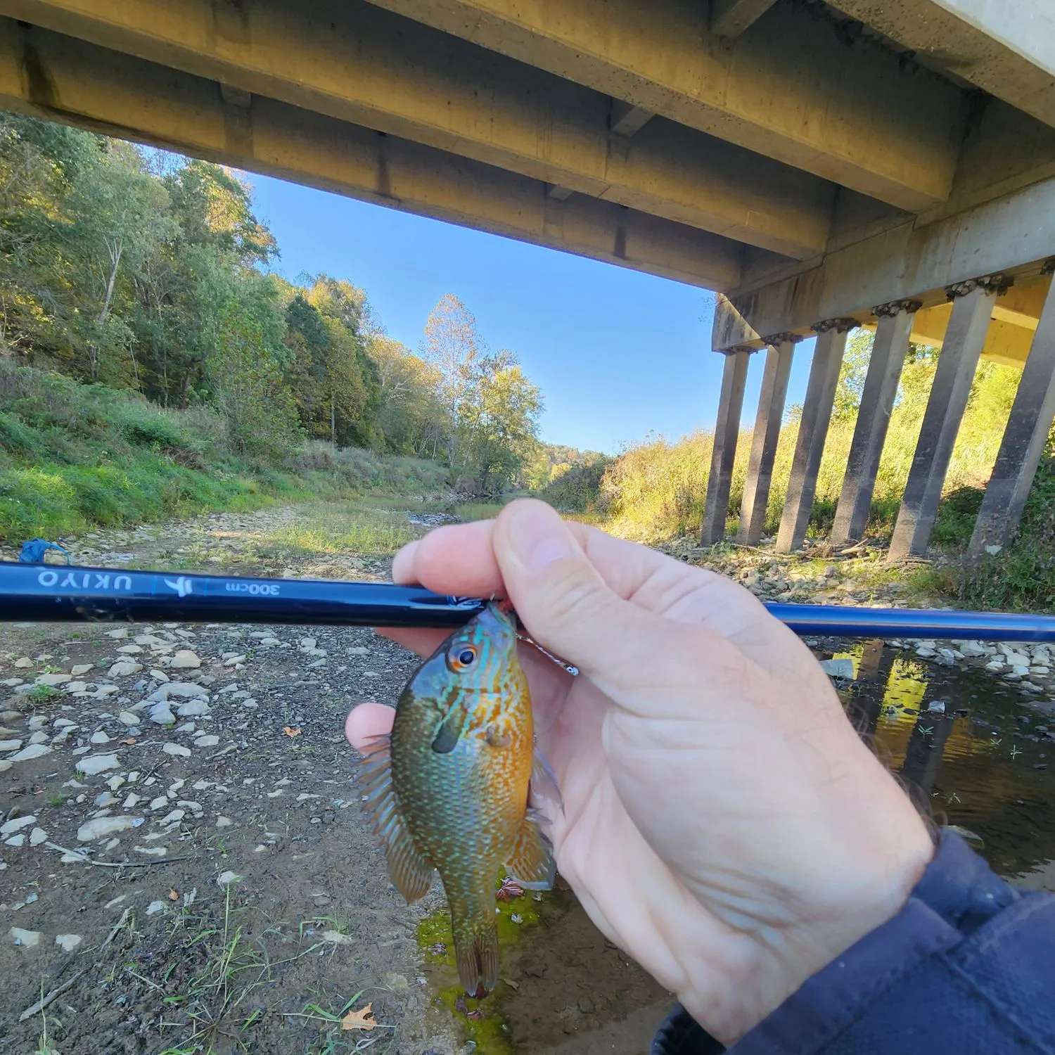 Longear sunfish caught on Fishbrain