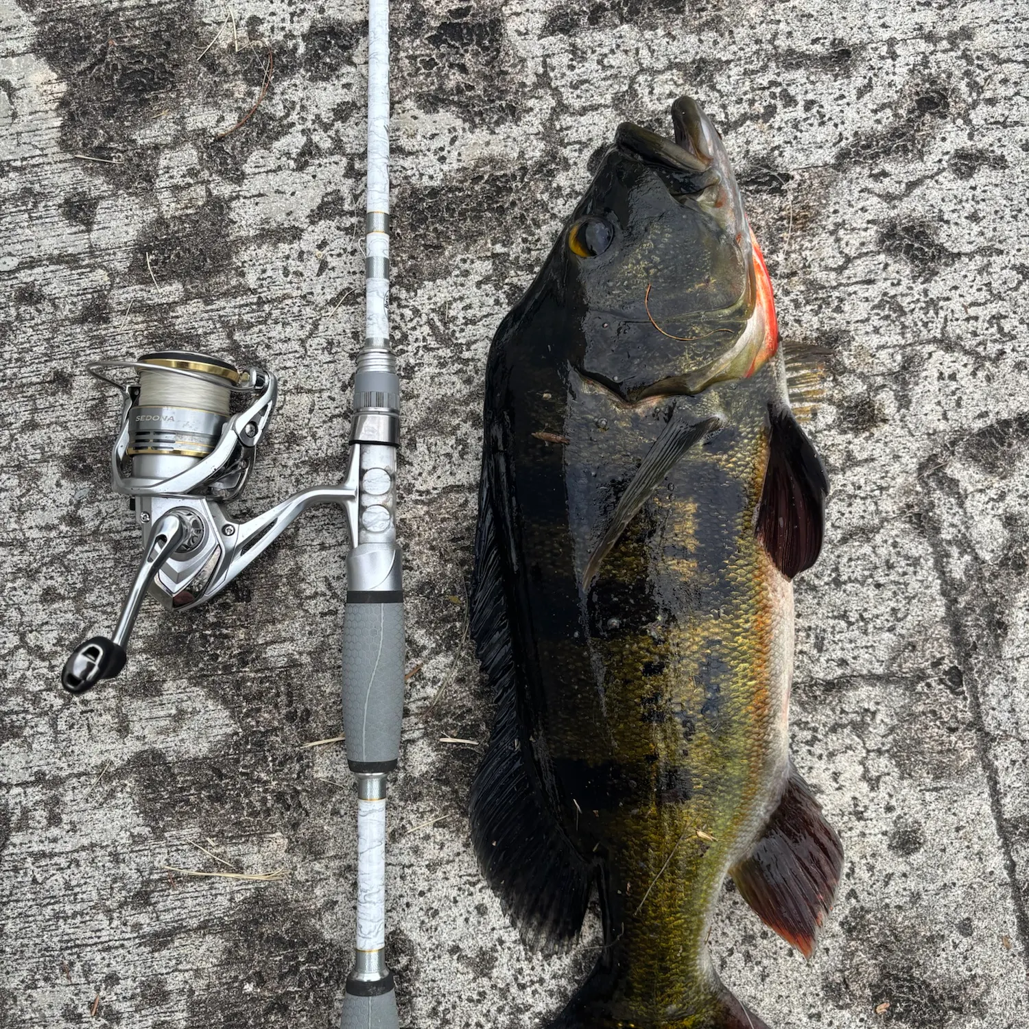 Butterfly peacock bass caught on Fishbrain