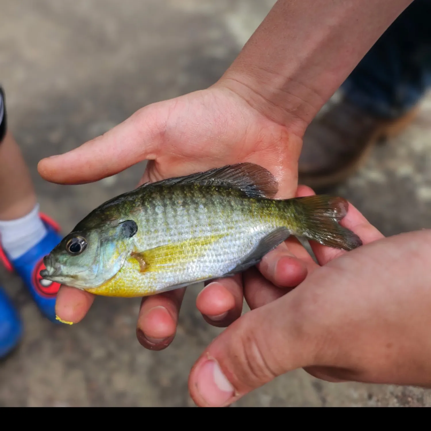 angler catch