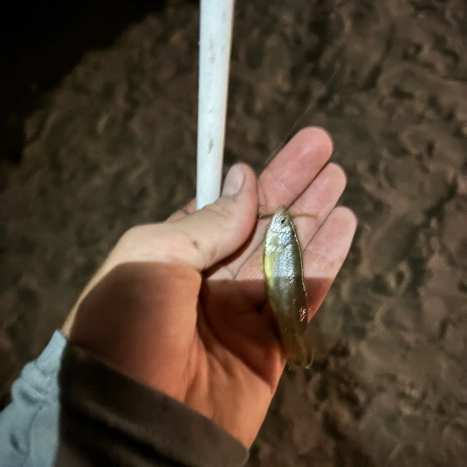 The most recent Jack silverside catches on Fishbrain