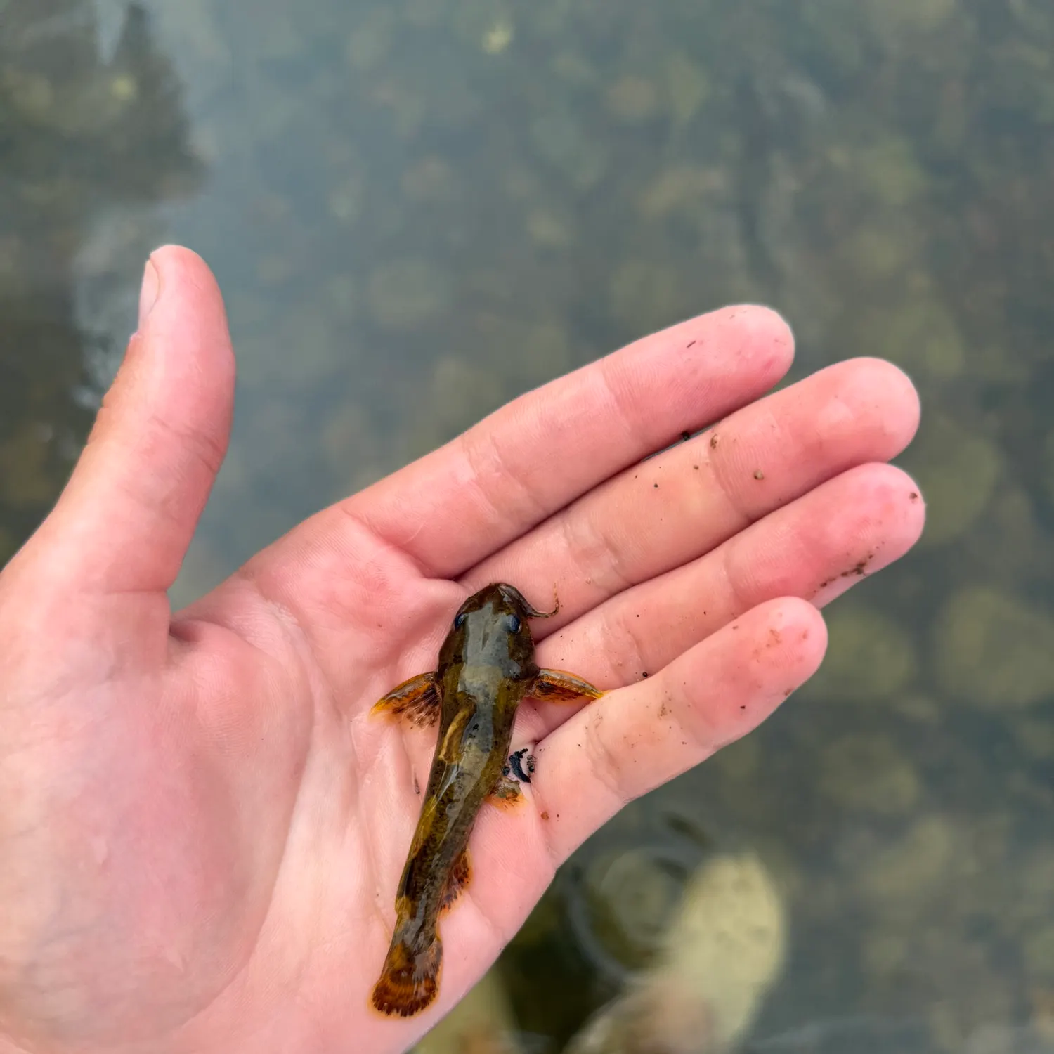 The most recent Tadpole madtom catches on Fishbrain