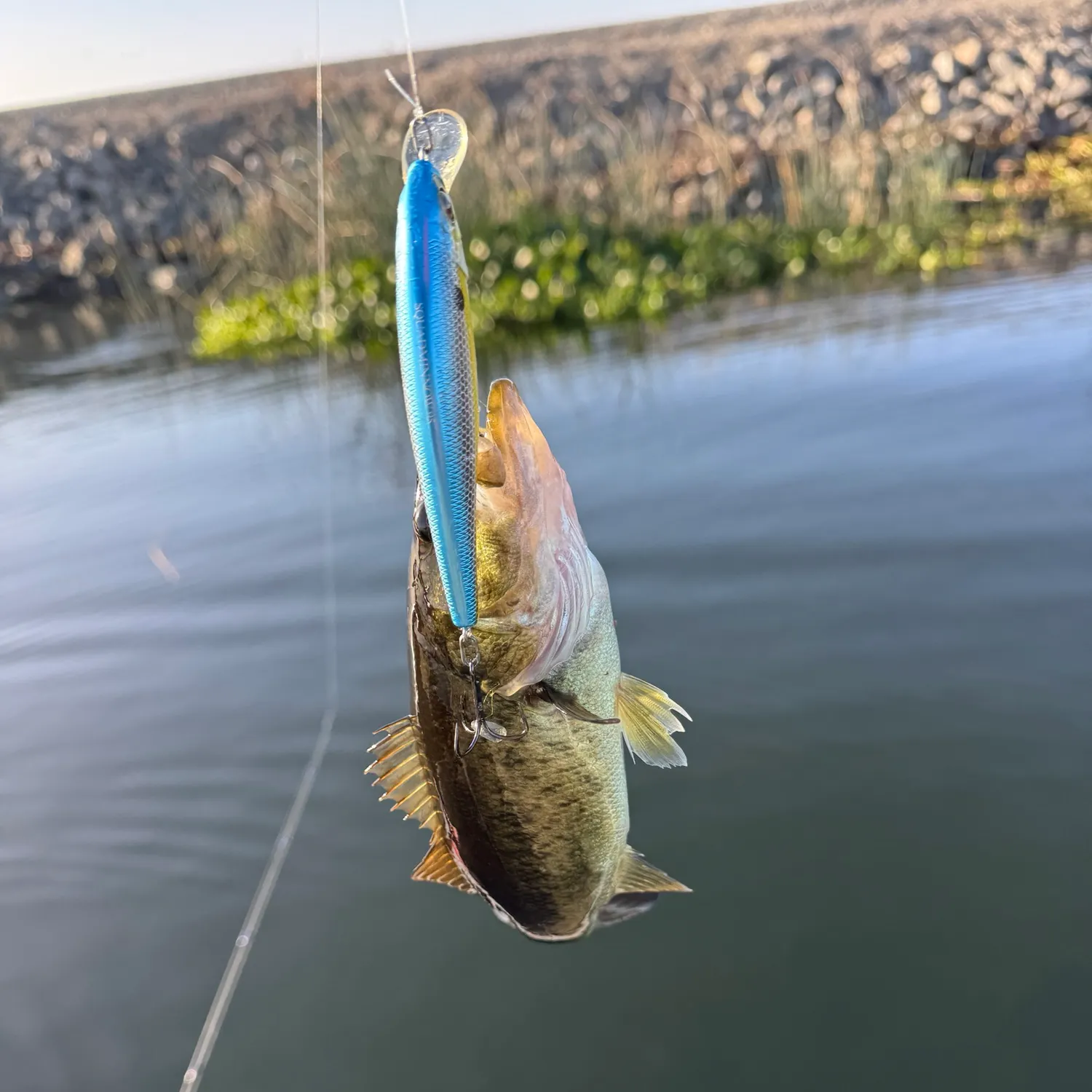 Largemouth bass caught on Fishbrain