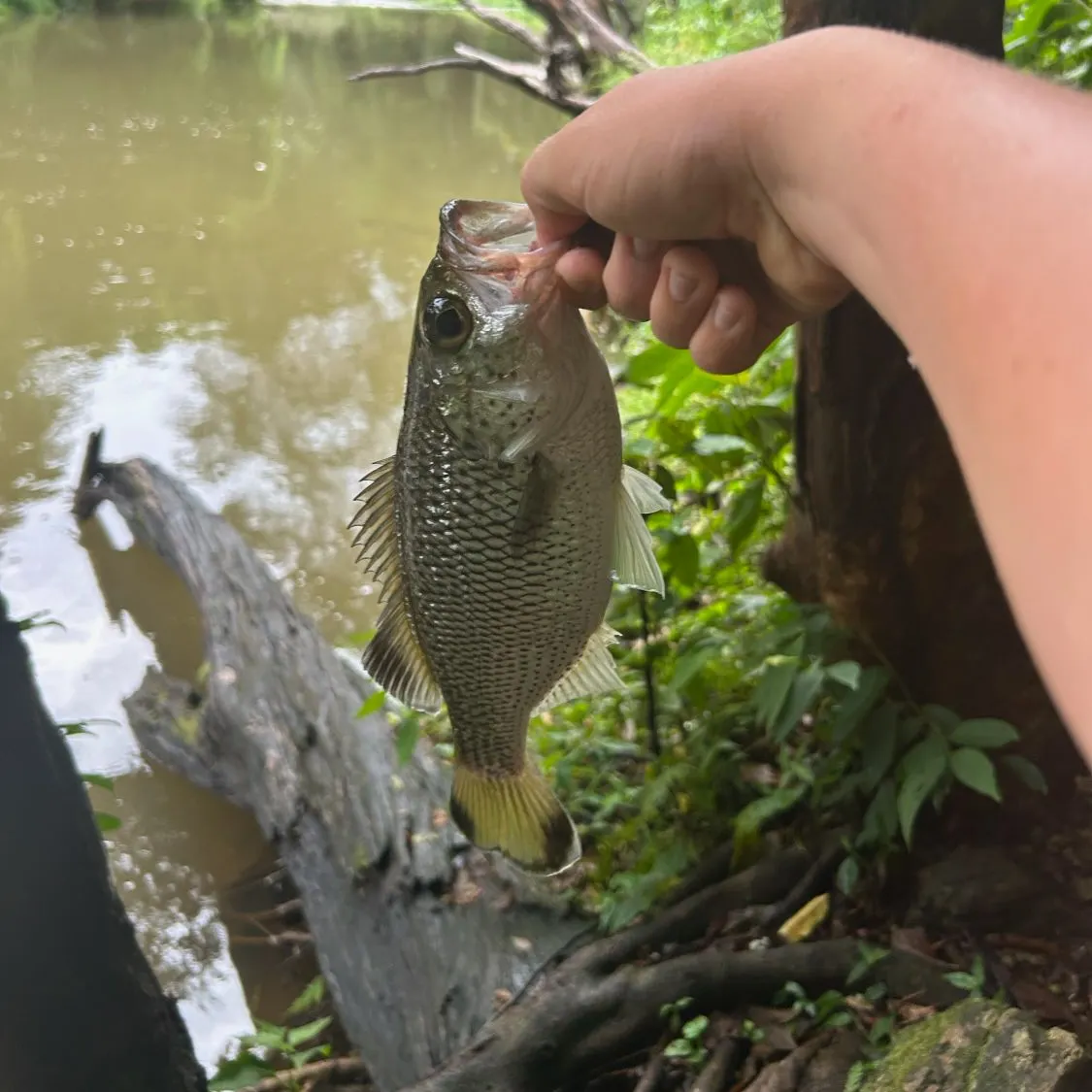 The most recent Rock flagtail catches on Fishbrain