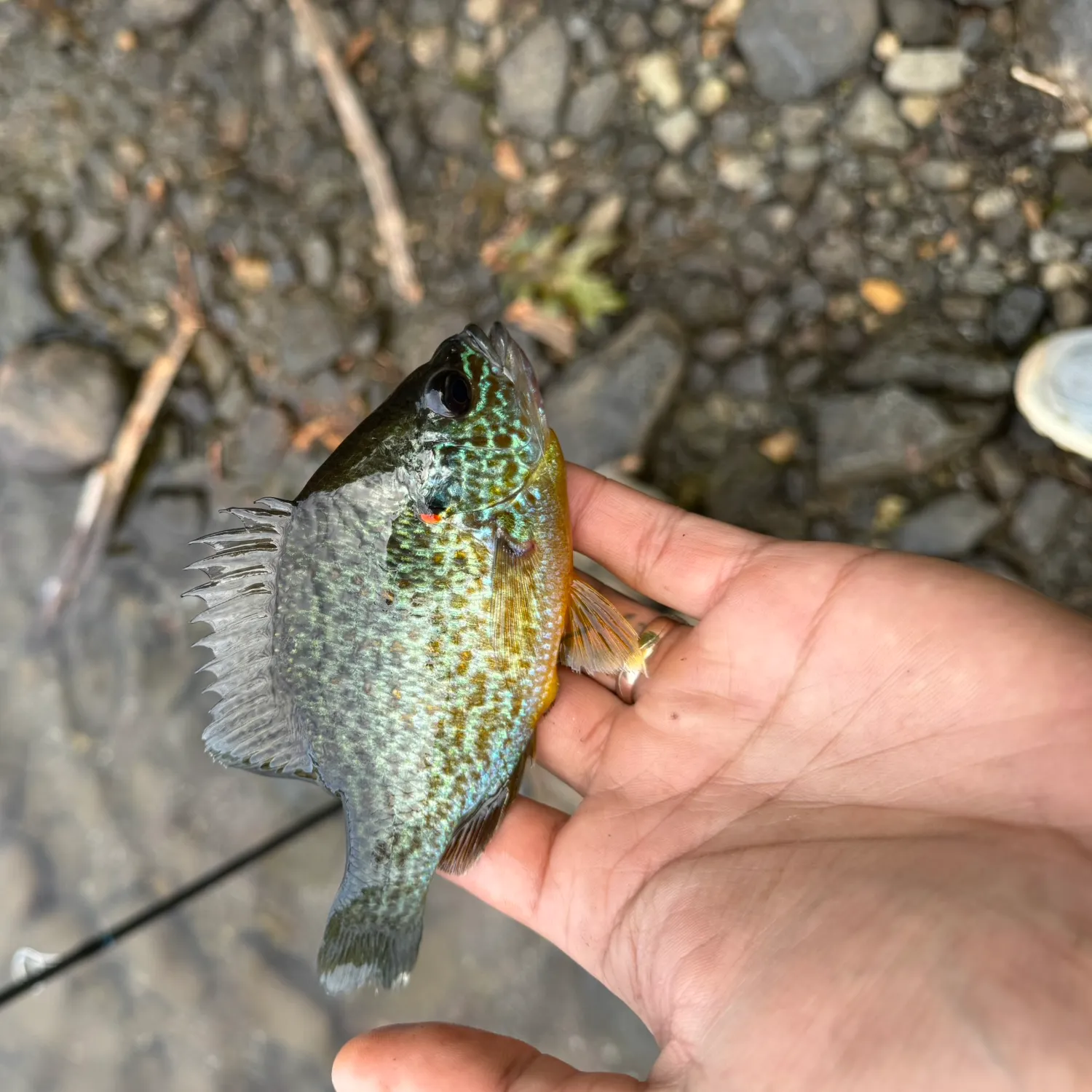 Pumpkinseed caught on Fishbrain