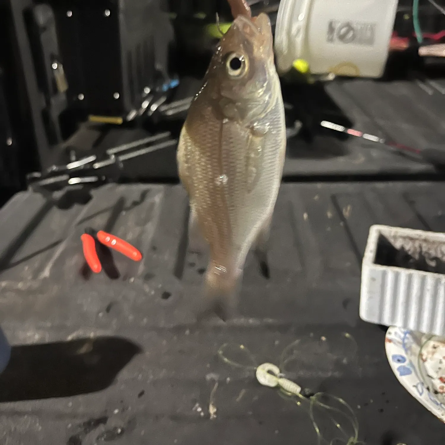 White perch caught on Fishbrain