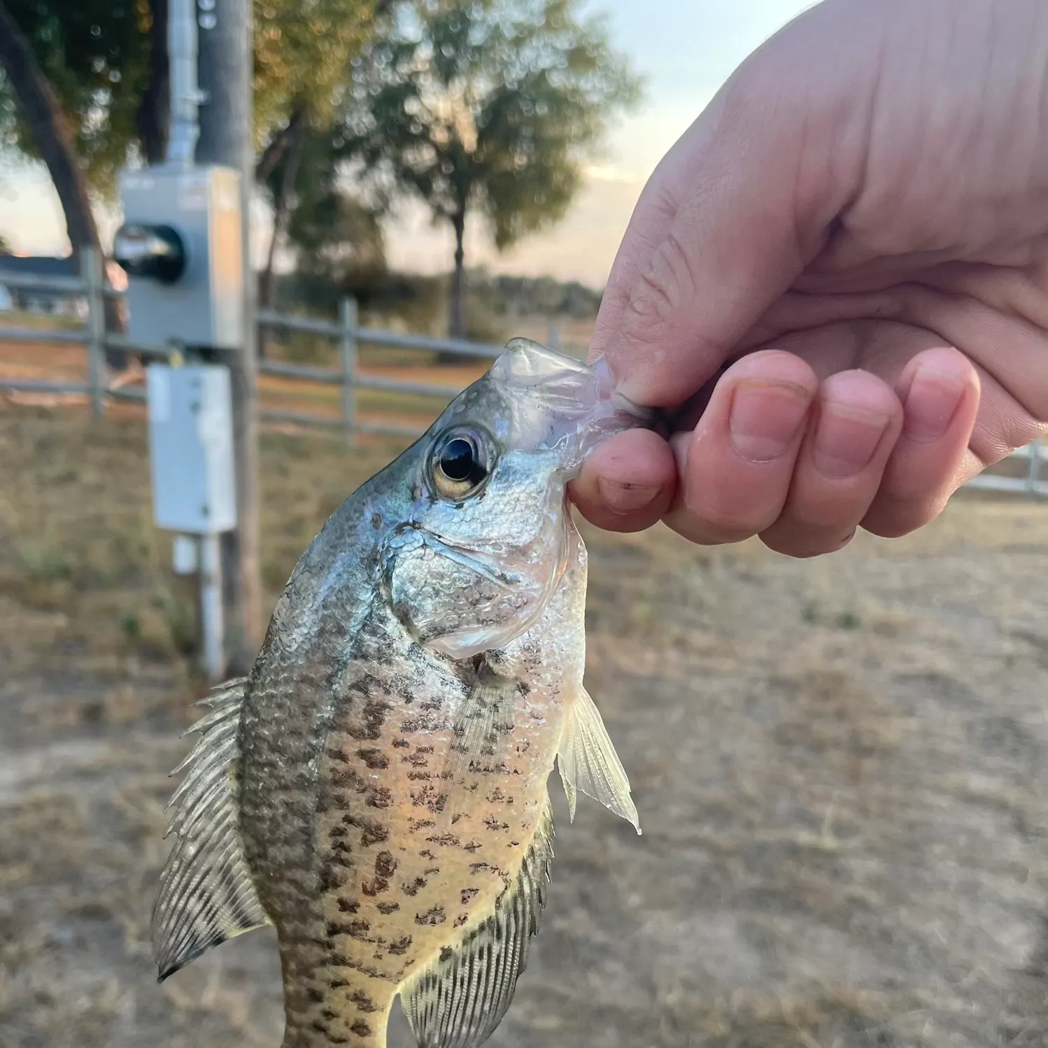 Black crappie caught on Fishbrain