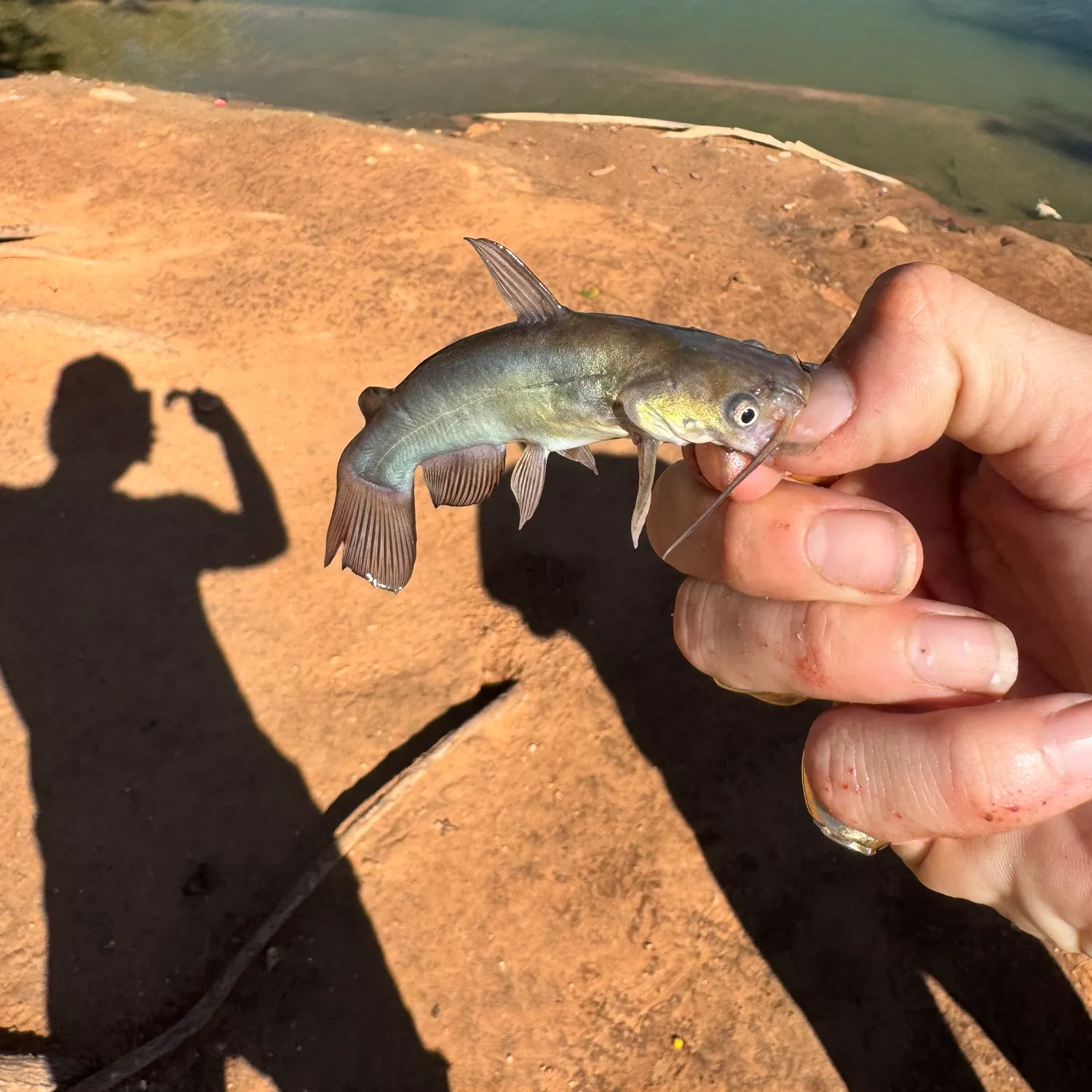 Black bullhead caught on Fishbrain
