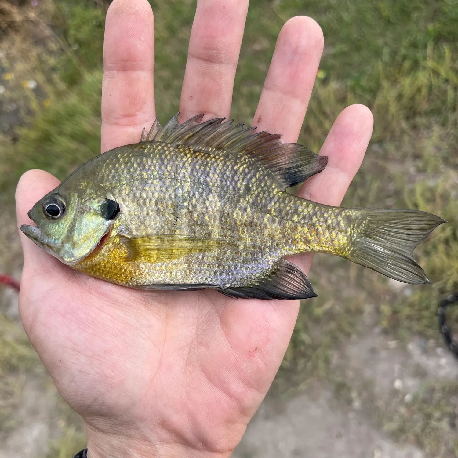 Bluegill caught on Fishbrain