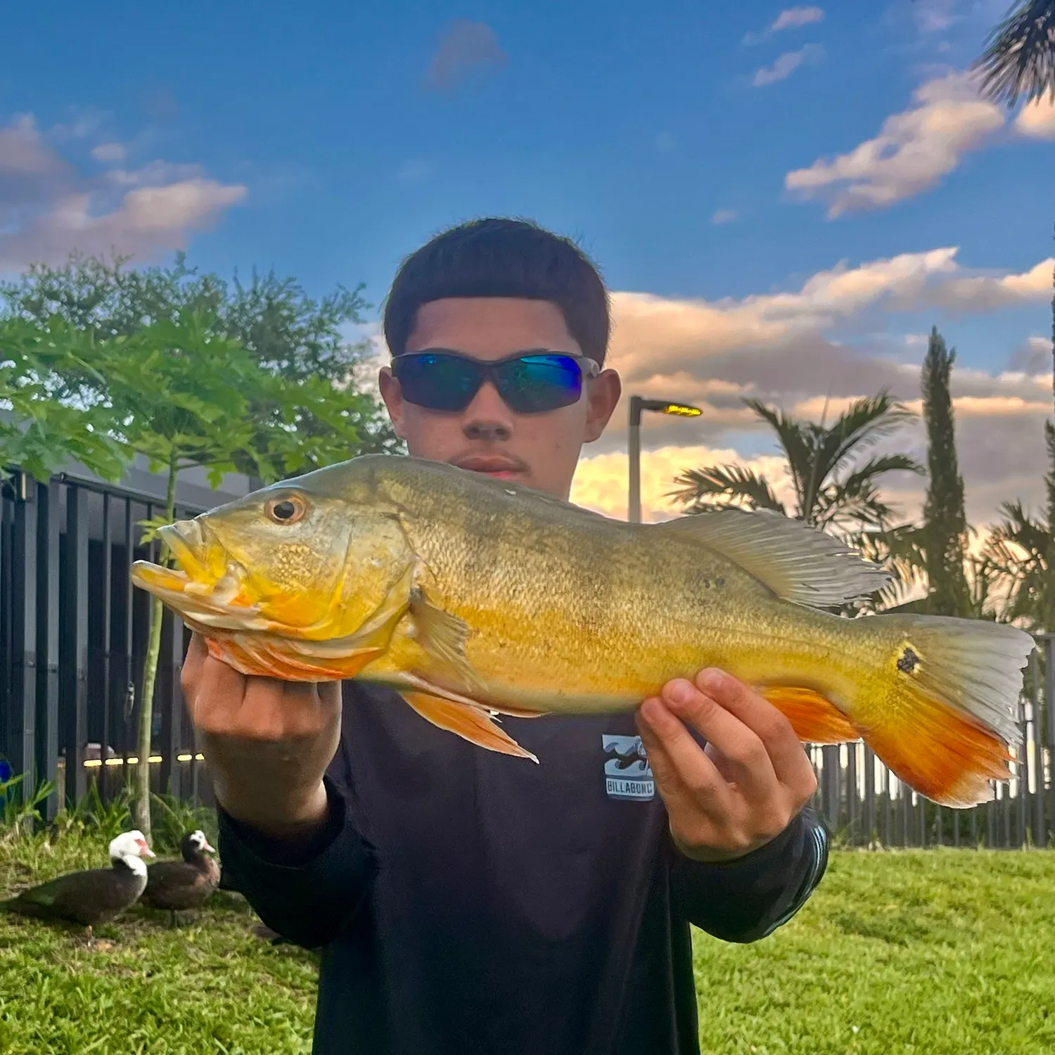Butterfly peacock bass caught on Fishbrain