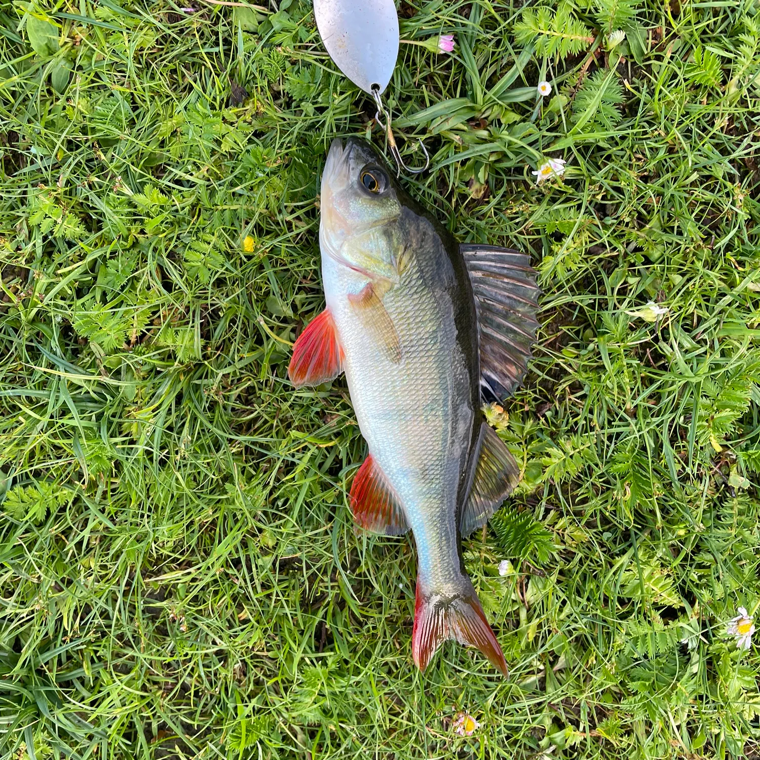 Fish caught on Fishbrain