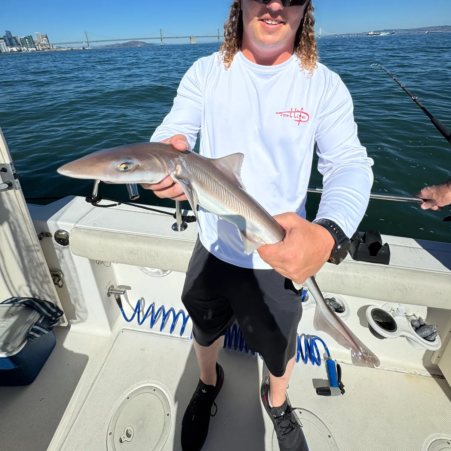 The most recent Grey smooth-hound catches on Fishbrain