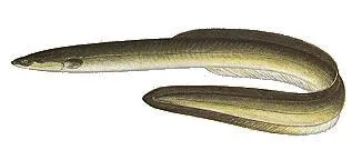 Baitfish