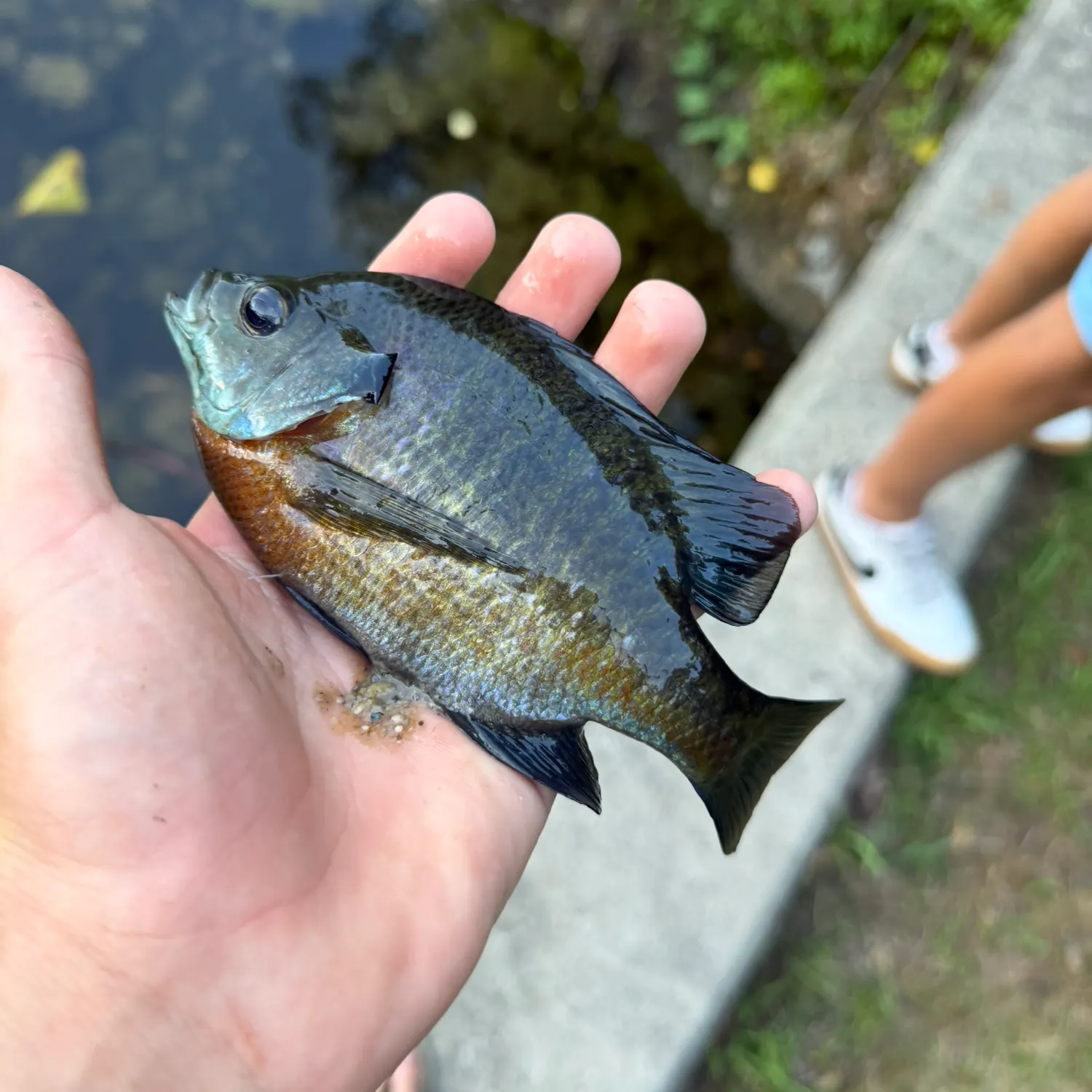 Bluegill caught on Fishbrain