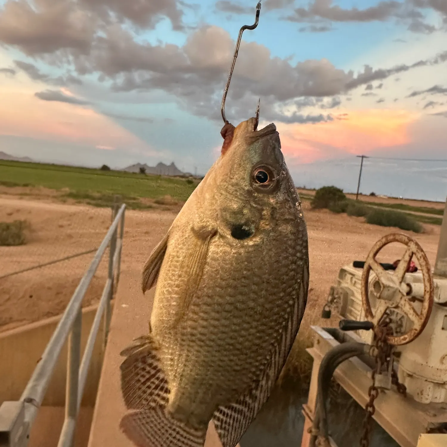 Bluegill caught on Fishbrain