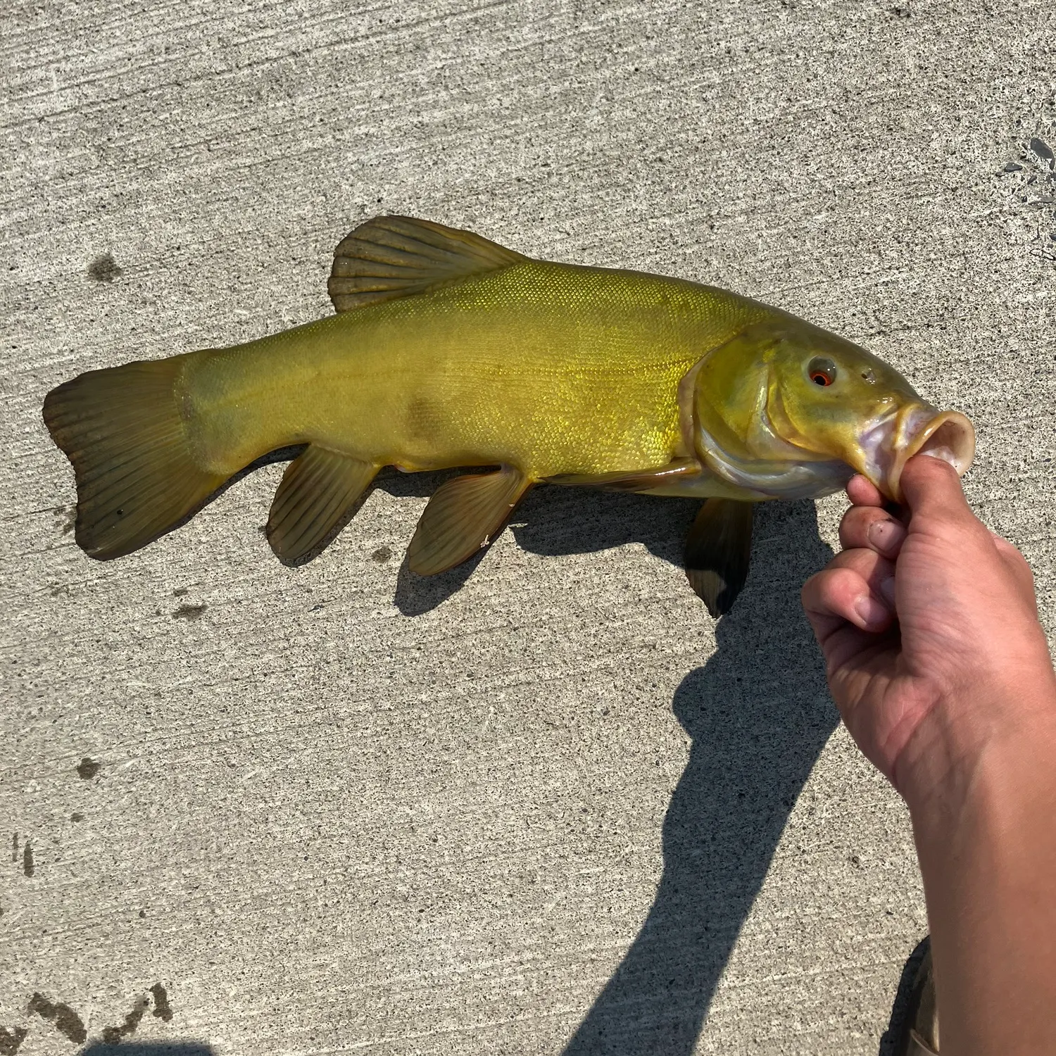 The most recent Tench catches on Fishbrain
