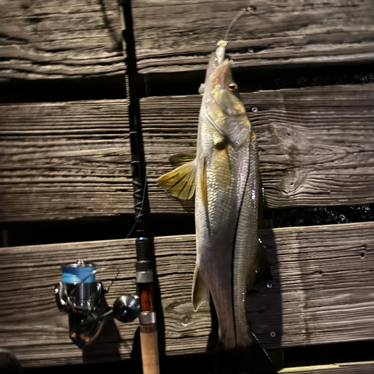Common snook caught on Fishbrain