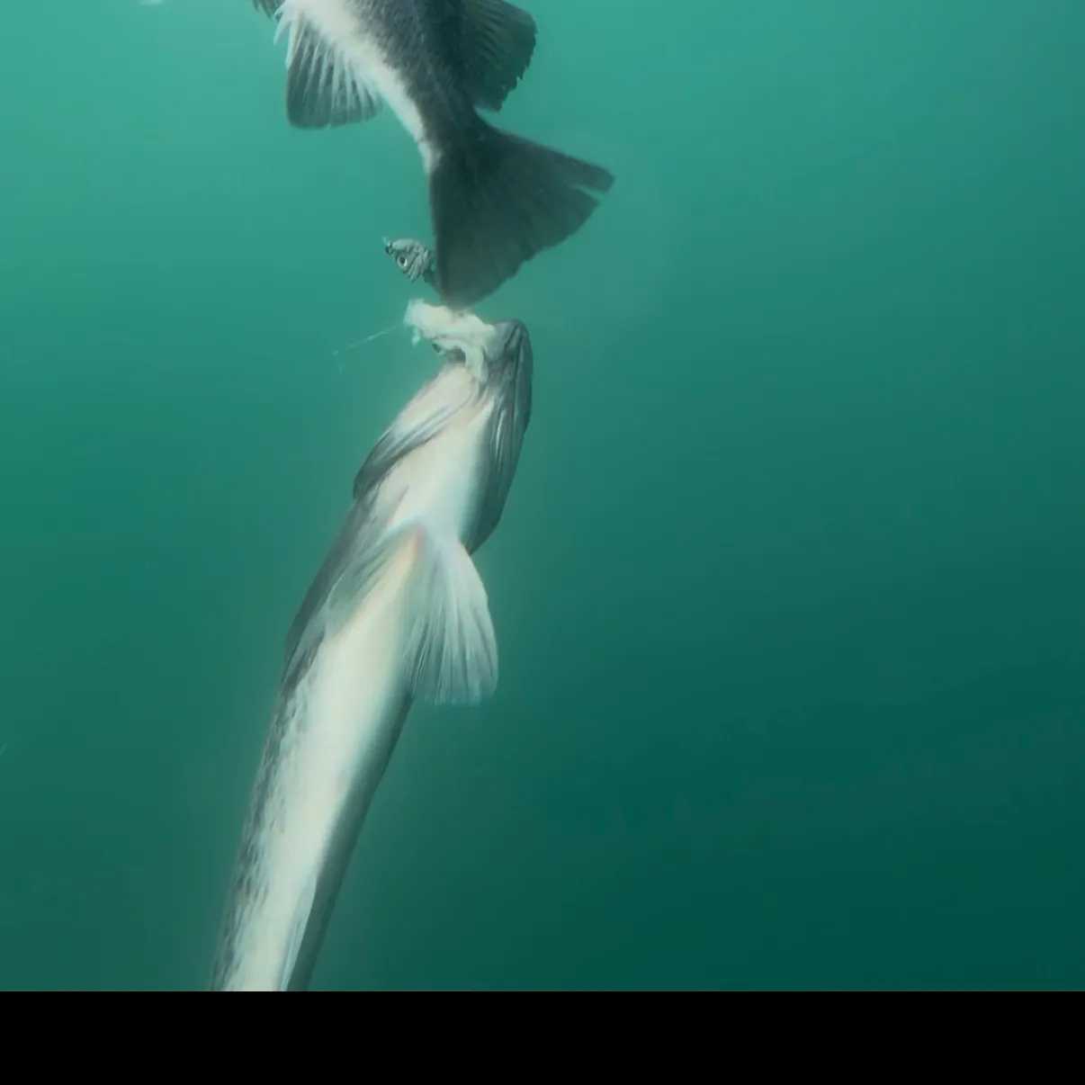 The most recent Black rockfish catches on Fishbrain
