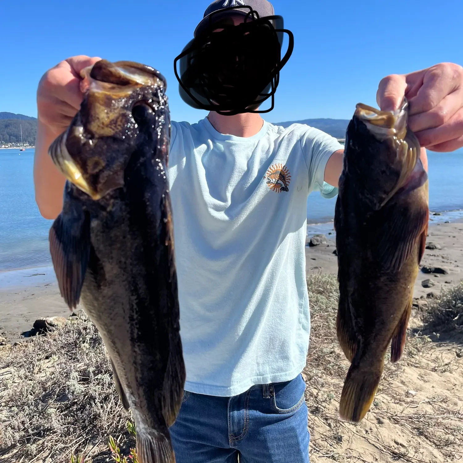 Grass rockfish caught on Fishbrain