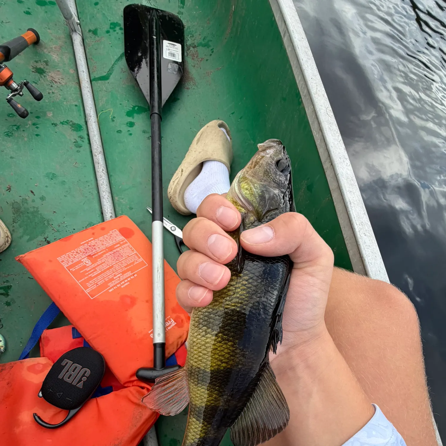 Yellow perch caught on Fishbrain
