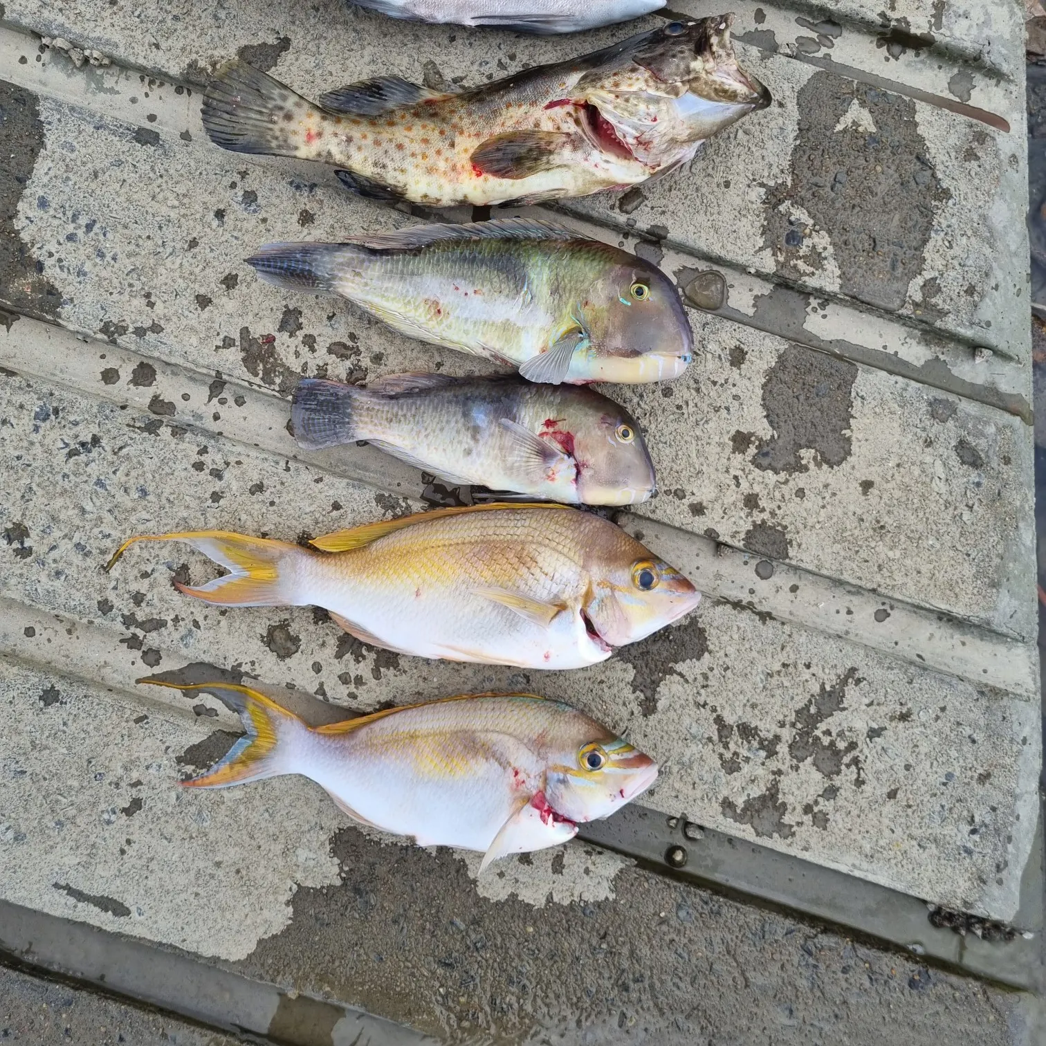 recently logged catches