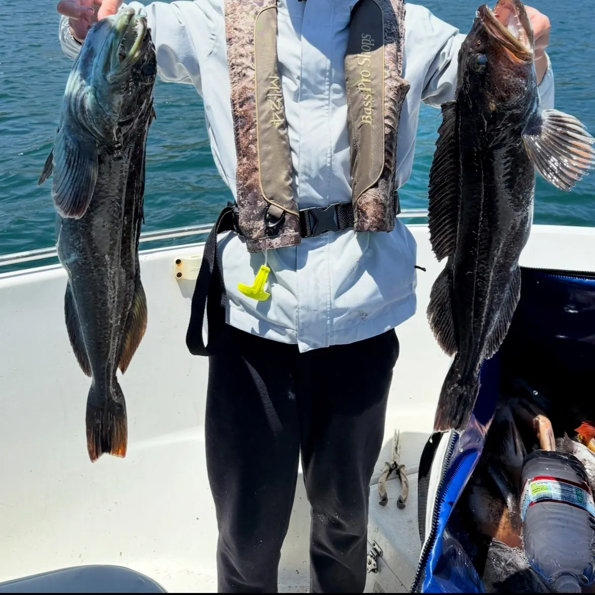 The most recent Lingcod catches on Fishbrain