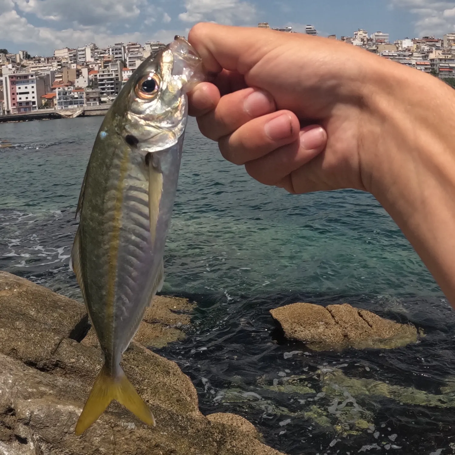 The most recent Yellowtail horse mackerel catches on Fishbrain
