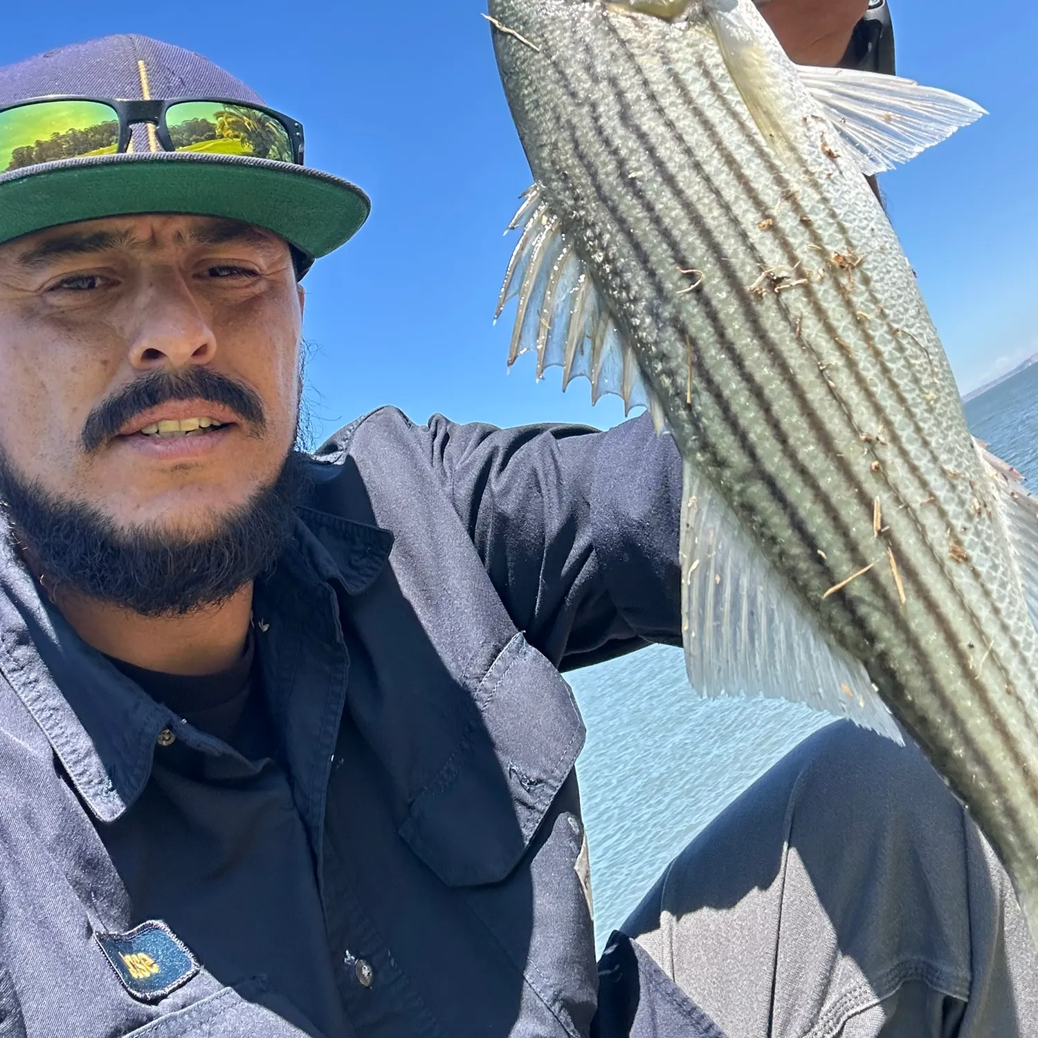 Striped bass caught on Fishbrain