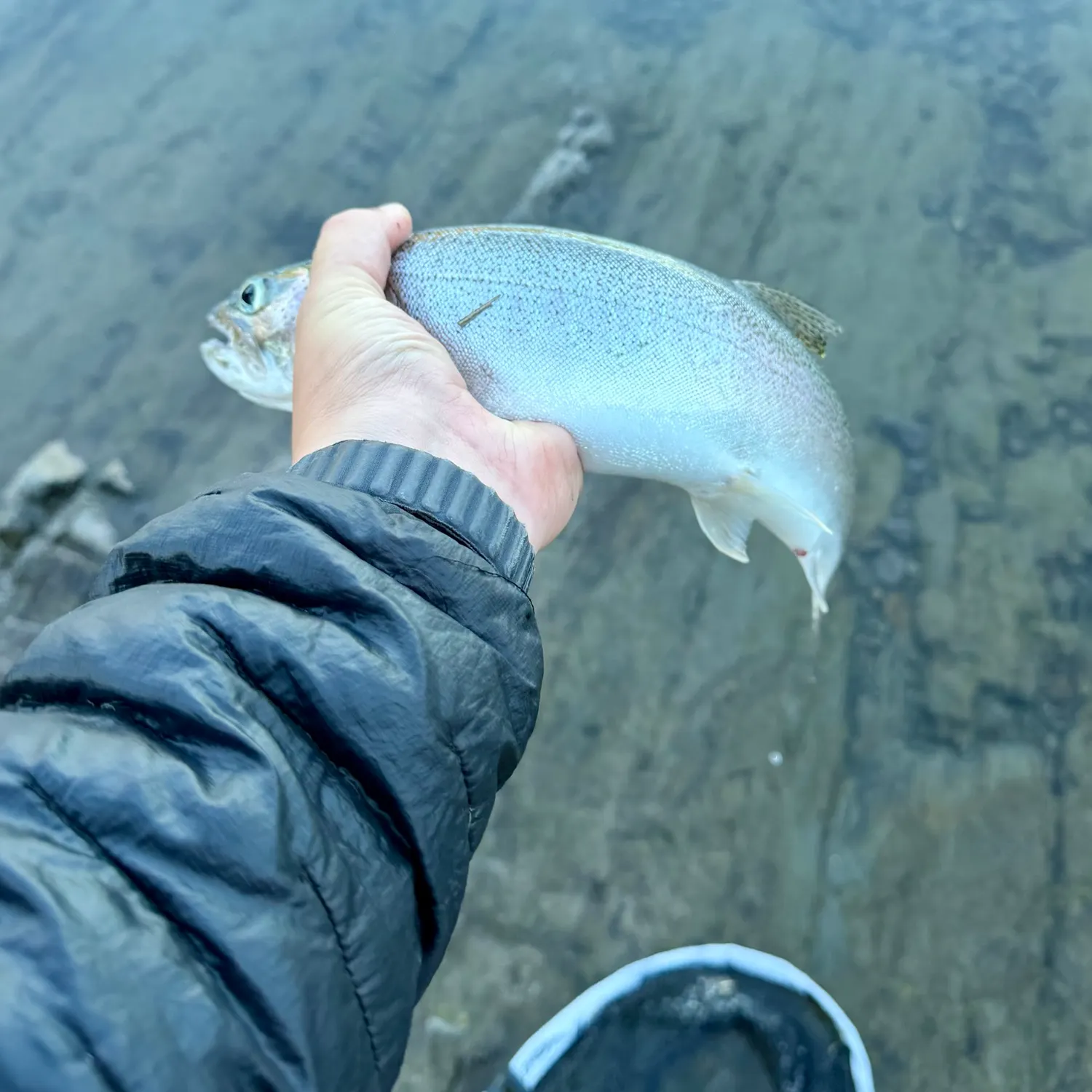 Coastal cutthroat trout caught on Fishbrain