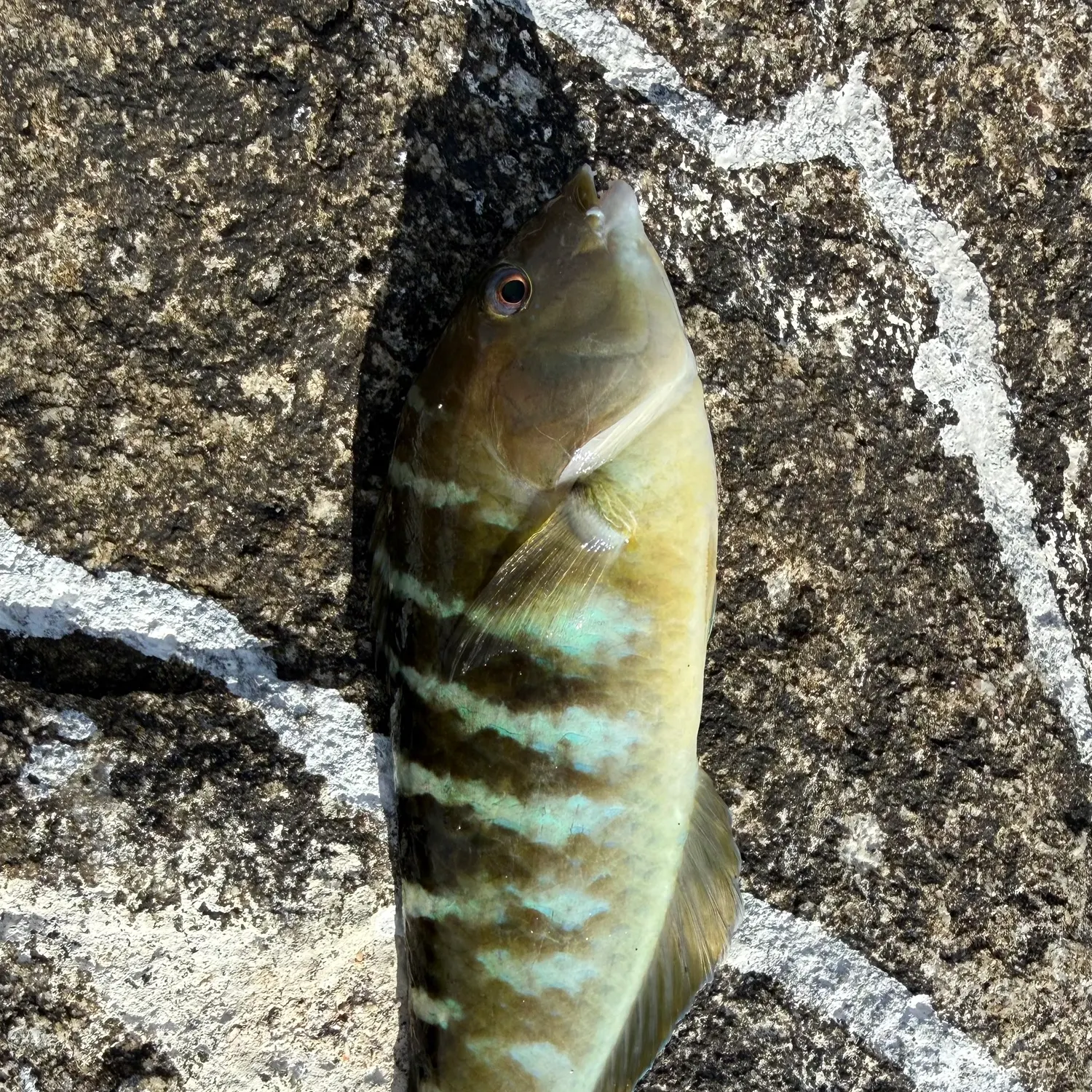 The most recent Banded wrasse catches on Fishbrain