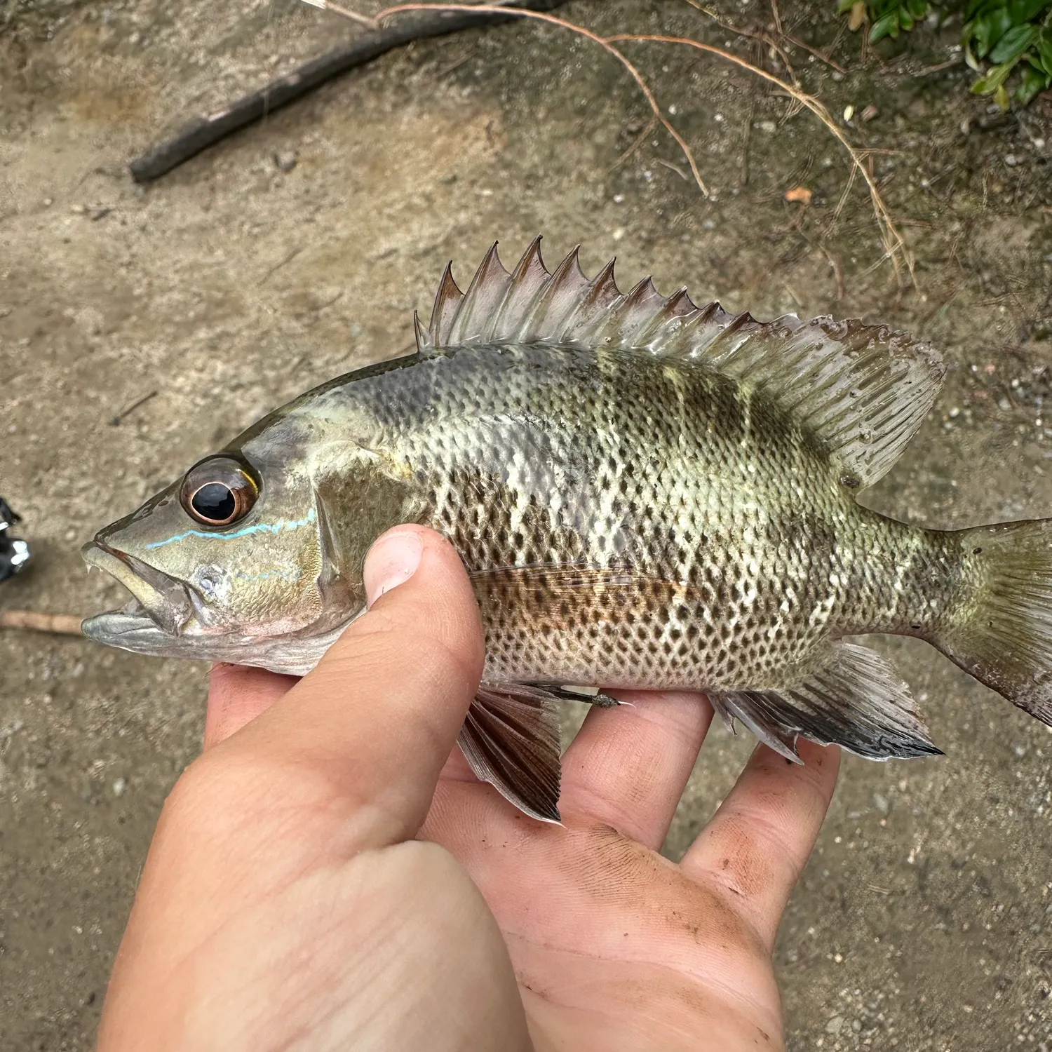 Mangrove red snapper caught on Fishbrain