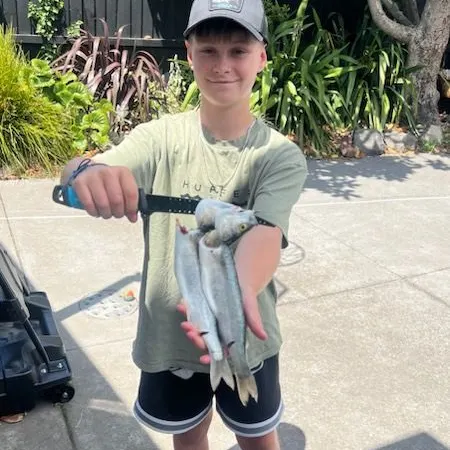 The most recent Yellow-eye mullet catches on Fishbrain