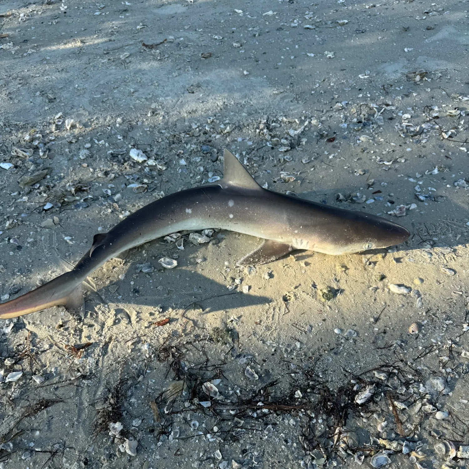 Atlantic sharpnose shark caught on Fishbrain