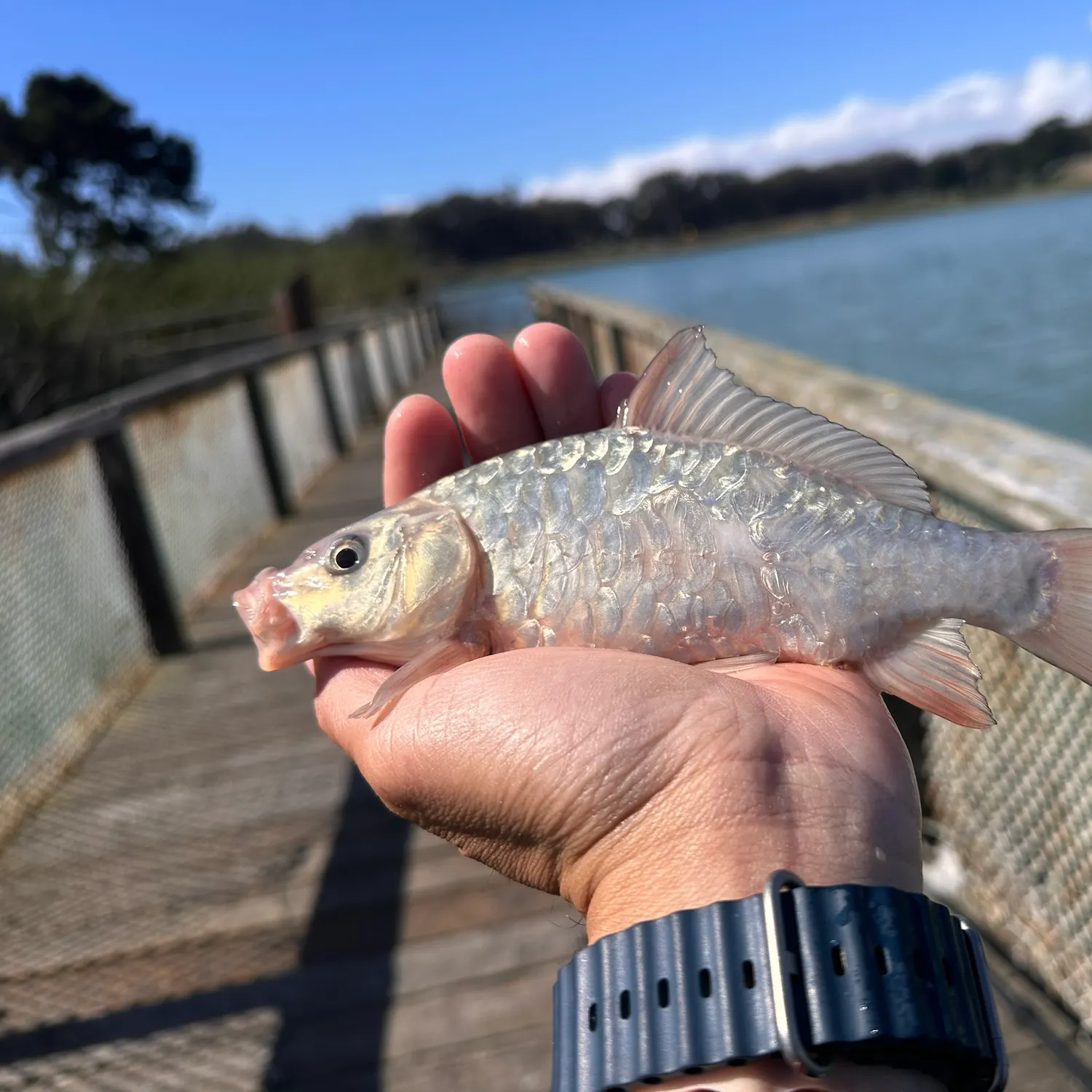 Common carp caught on Fishbrain
