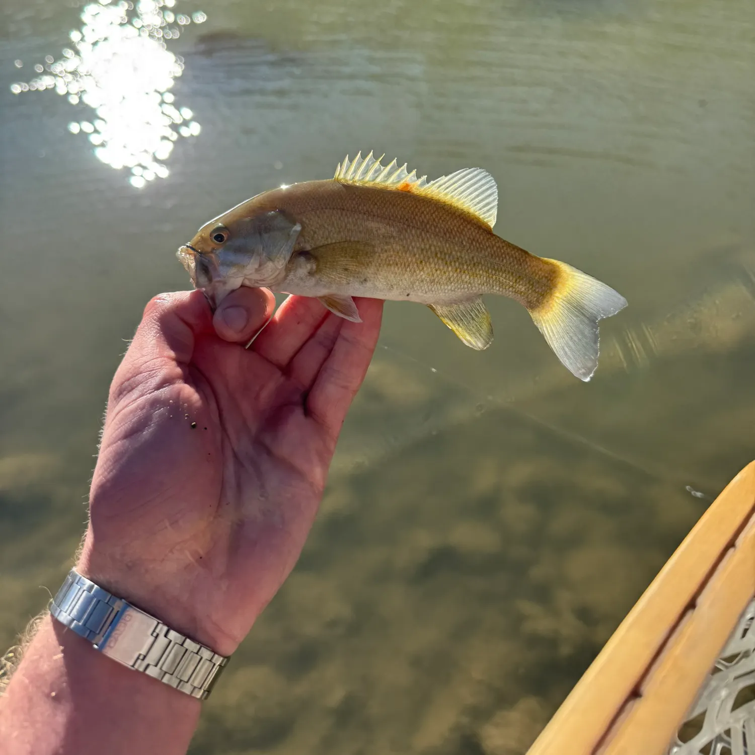 Smallmouth bass caught on Fishbrain