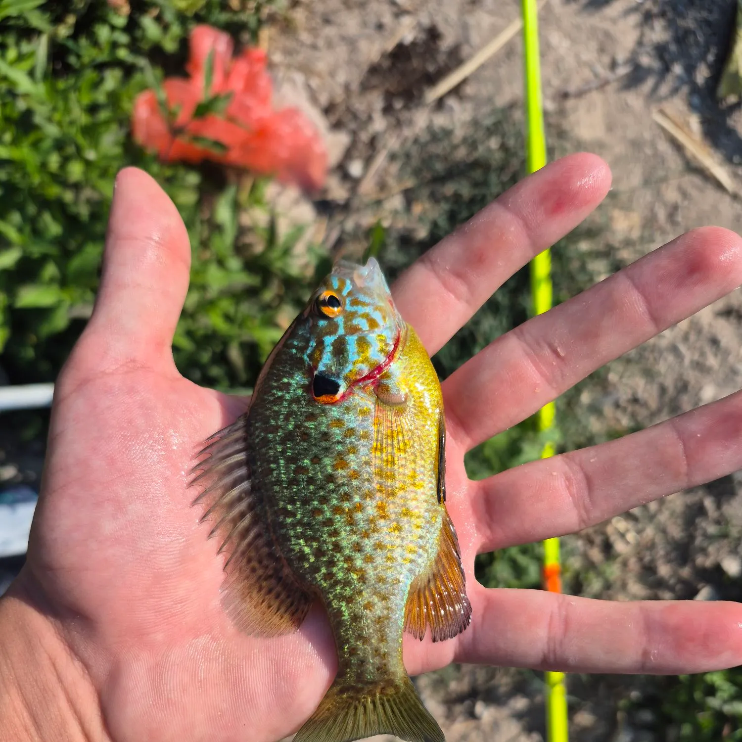 Pumpkinseed x green sunfish caught on Fishbrain