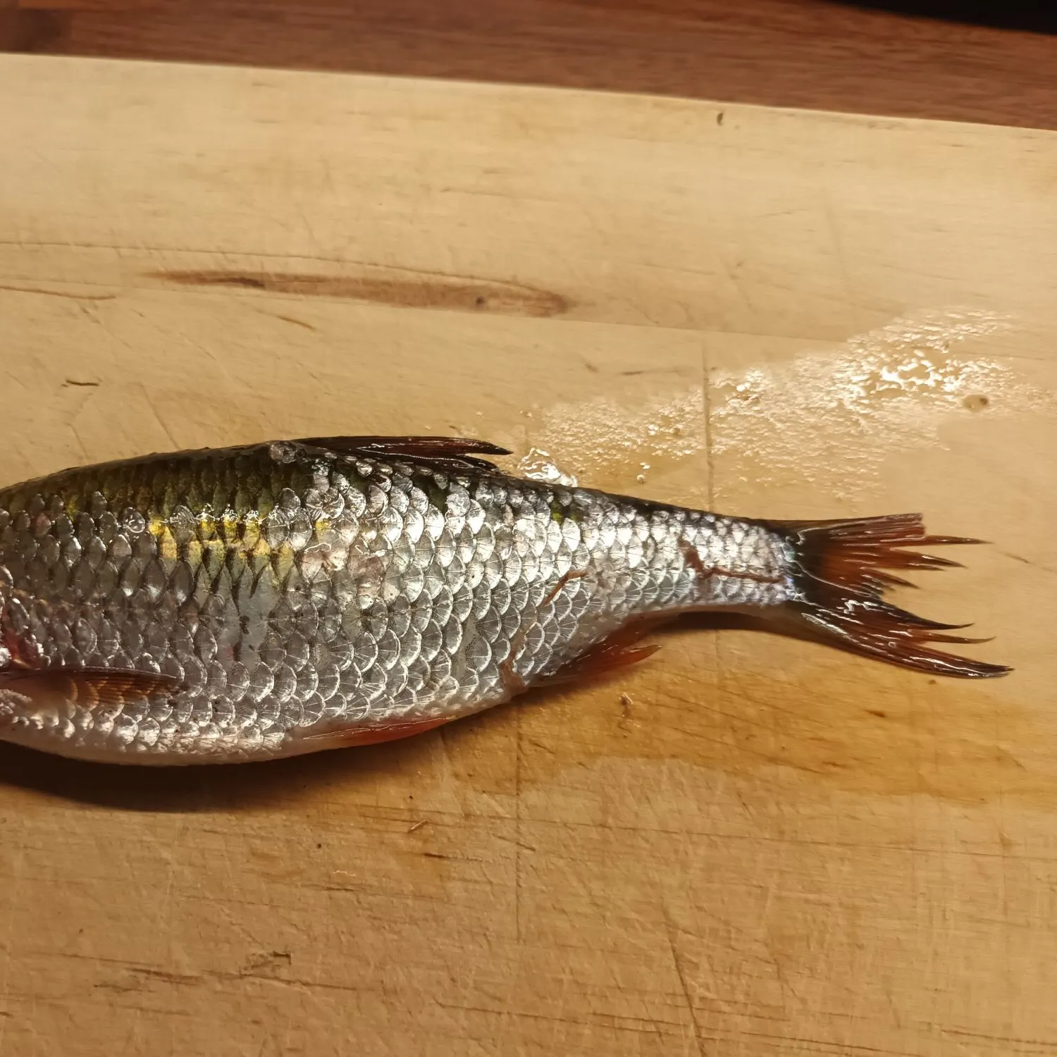 The most recent Ohrid roach catches on Fishbrain